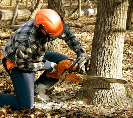 Tree Removal in Vanleer, TN